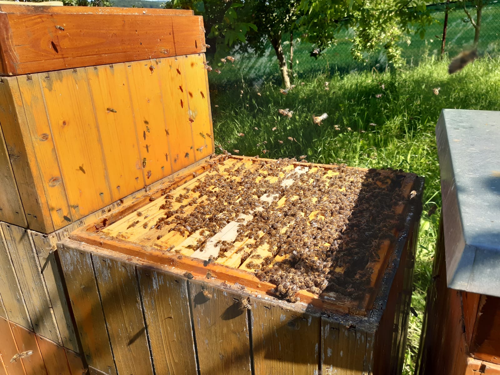 Jak začít včelařit