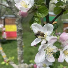 Včelařství Sedlákovi