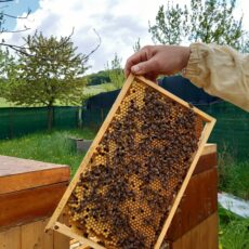 Včelařství Sedlákovi