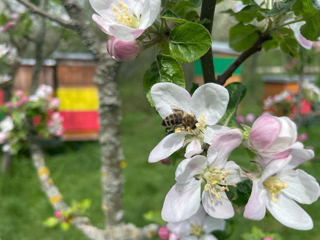 Včelařské dotace 2025/2026: Získejte až 80 % (max. 150 000 Kč) na medomety, tavidla a sklady. Pomůžeme s žádostí i výběrem. Kontakt: 739584203, Sedláková Eva.