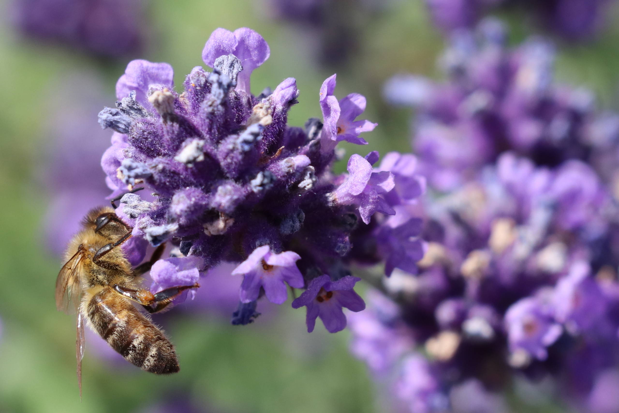 Včelařské dotace 2022